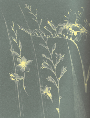 Luminous drawing of plants
