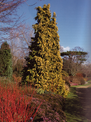 Wild lawsonia tree towers over Cambridge path and gardens