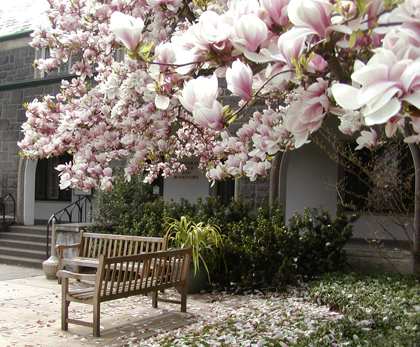 life_magnolia_cu_plus.jpg