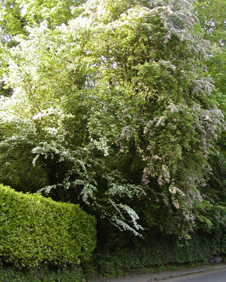 life_may_tree_325w.jpg