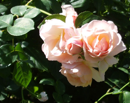 life_rose_cymbeline_1.jpg