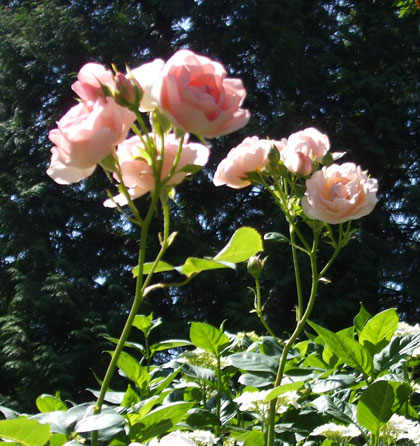 life_rose_cymbeline_2.jpg