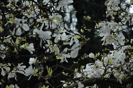 White magnolia petals against a dark ground