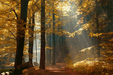 Shafts of sunlight in a golden beech forest