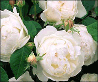 Glamis Castle rose