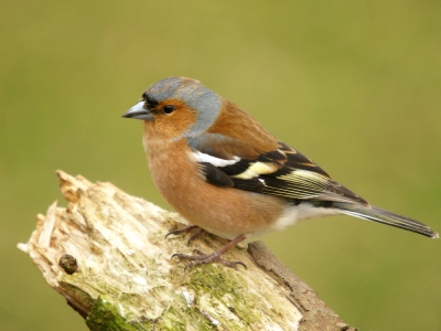 life_bird_chaffinch.jpg