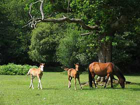 life_new_forest_ponies_quee.jpg